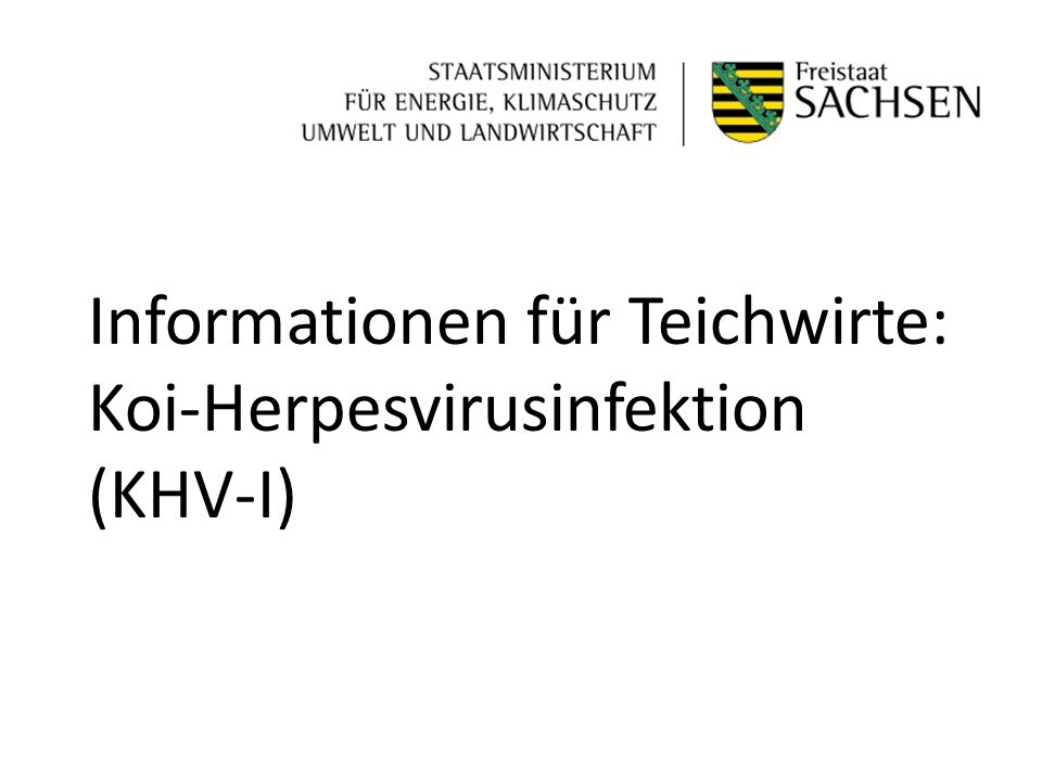 Text Koi-Herpesvirusinfektion (KHV-I)